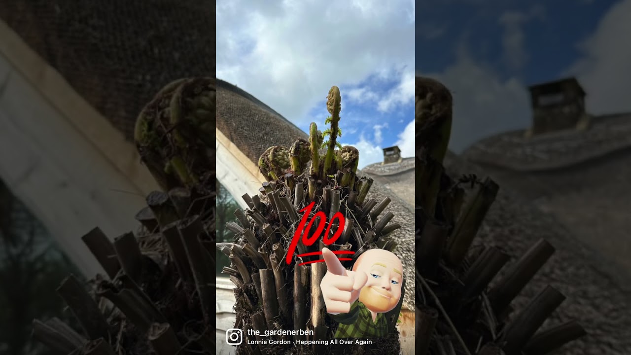 The tree fern is waking up frond by frond 