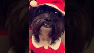 CAN'T STOP LAUGHING AT HER DOGS SANTA COSTUME! | FUNNY!