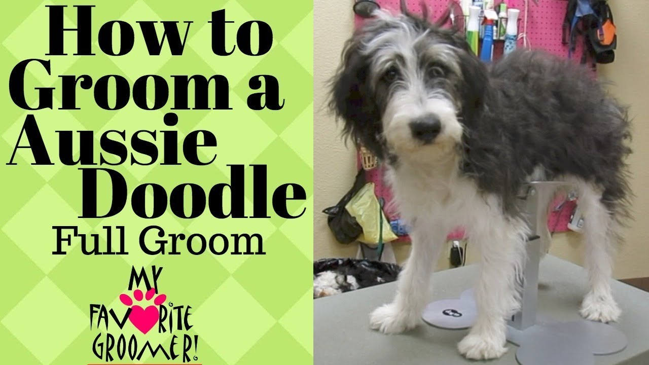 How to Groom a AussieDoodle - YouTube