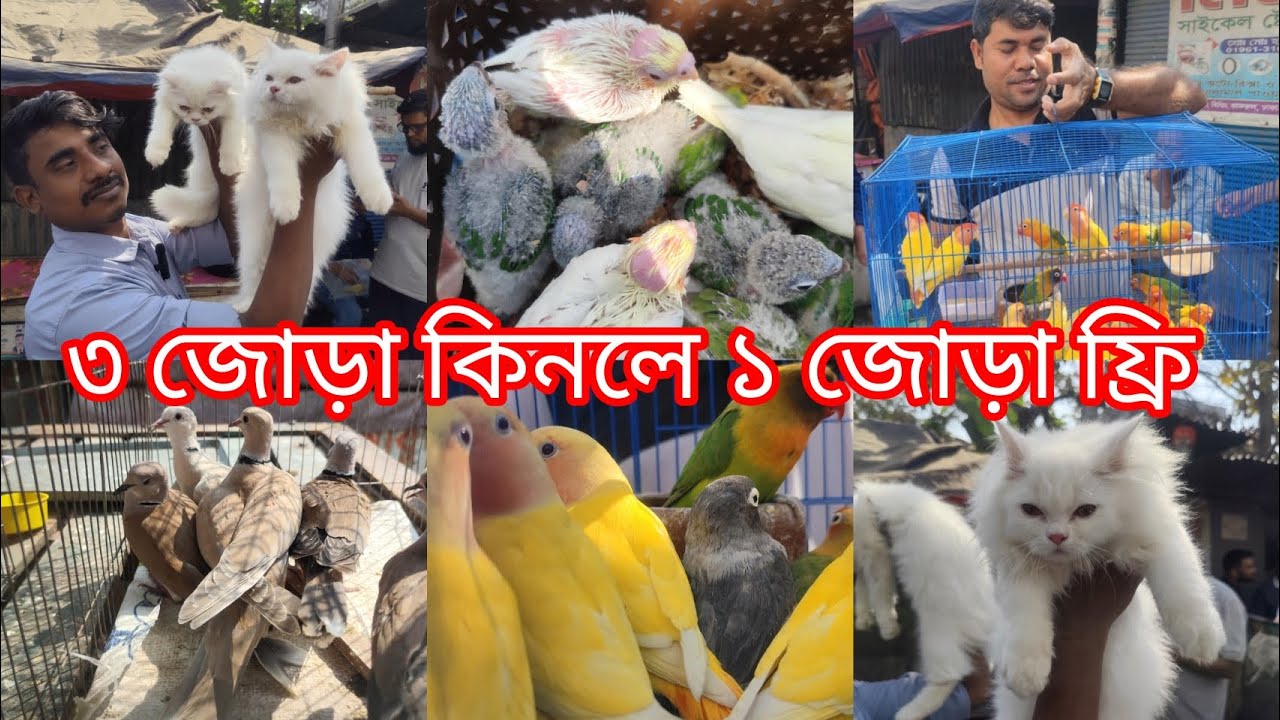 তিন জোড়া লাভ বার্ড পাখি কি*নলে একজোড়া লাভ বার্ড পাখি ফ্রি || ২২,০০০ হাজার টা*কার ভাইরাল ঘুঘু পাখি 