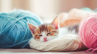 Cat Sleep Music Compilation 💖 Summer Lullaby for Cats, Relaxing Piano Music | Sleepy Cat 💤