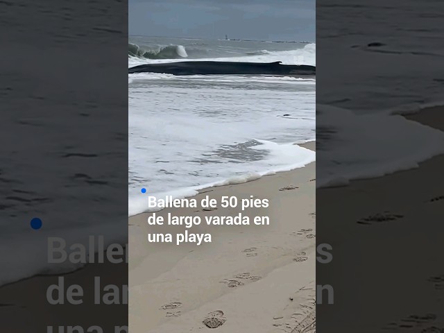 🐋 Una ballena de 50 pies de largo quedó varada en esta playa