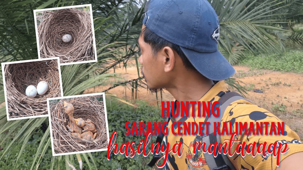 HUNTING SARANG CENDET KALIMANTAN, HASILNYA MANTAAP MAS BROOO.!!!