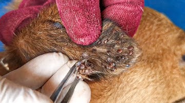 Dog Ticks Remove - Easy And Fast Way To Remove All Ticks From Poor Dog - Save Poor Dog EP 105