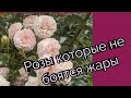 Розы которые хорошо переносят жару. Двадцать четыре сорта из моего сада.