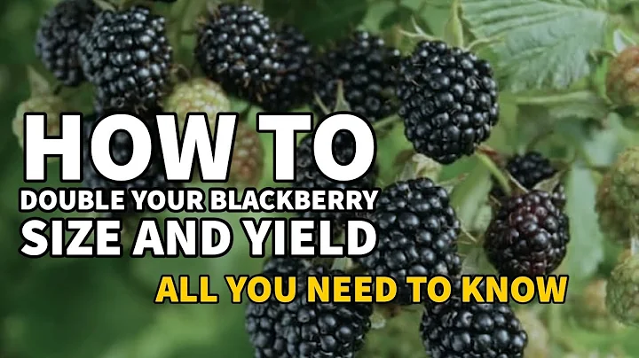 How to DOUBLE the yield and SIZE of your blackberries!