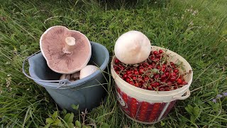 Шампиньоны ГИГАНТСКИЕ, я обалдел от их размера, сбор грибов 2023, грибы Крыма