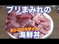 大量に釣れたブリを贅沢に使って海鮮丼！！