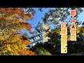 郡上八幡城の紅葉