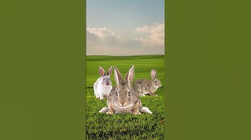 Napoleon Was Actually Defeated By Bunnies #shorts  #interestingfacts  #history #funny
