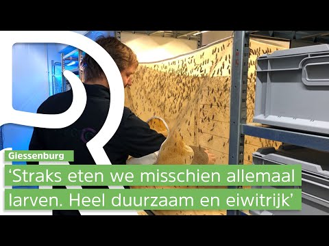 Video: Hoe Vliegen Broeden?