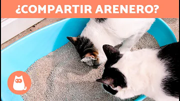 ¿Es normal que los gatos compartan las cajas de arena?