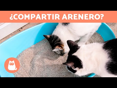 Video: ¿Pueden 2 gatos compartir una caja de arena?
