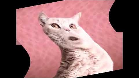 Preview 2 Numa Cat 2022 V3 Full Lade Effects