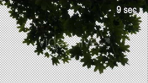 Real Maple Tree Branch with Alpha Channel