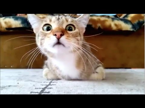 Le Monde de Jamy - Les vidéos d'animaux sur le web: info ou intox Le Monde de Jamy - Les vidéos d'animaux sur le web: info ou intox