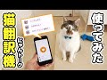 猫翻訳機を使っておしゃべりな愛猫に半日密着してみた【にゃんトーク】