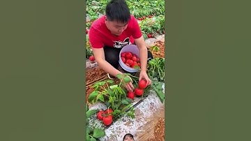 Cách Trung Quốc thu hoạch cây cà chua khá lạ cây nhỏ mà đã cho trái rất là nhiều