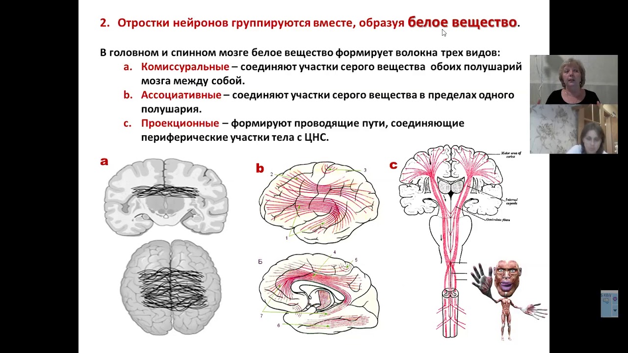 Длинные отростки головного мозга