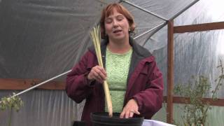 Tree & Plant Care : How to Grow Lemon Grass