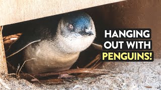 New Zealand Penguin Encounter (We Fed Them!)