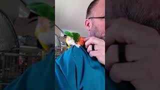Happy Wednesday, fellow caique friends, fans and followers!!
