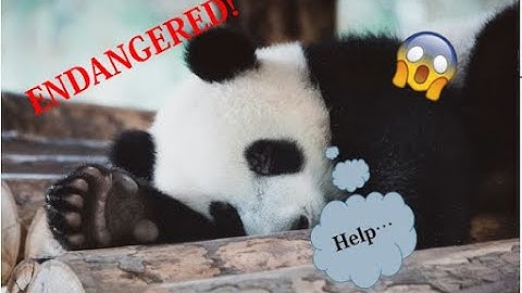 The Giant Panda ; Endangered Animals