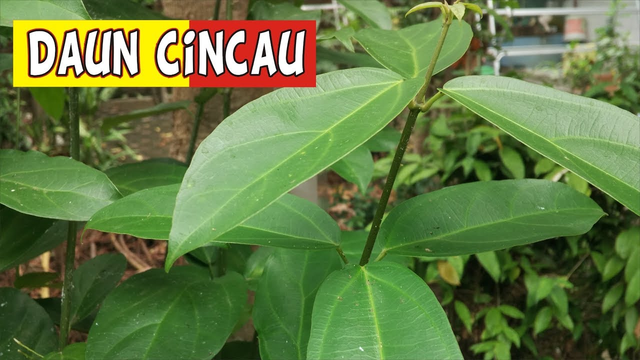 INI POHON CINCAU YANG KAYA KHASIAT 