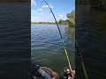 Brochet de 88cm au leurre souple... #floattuber #floattube #peche #leurre #brochet