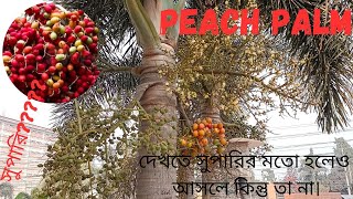Peach Palm/Areca Palm/ দেখতে সুপারির মতো হলেও আসলে কিন্তু সুপারি না। নাকি সুপারি???? screenshot 5