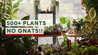 How to get rid of fungus gnats: 10 tips that actually works screenshot 4
