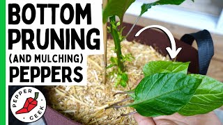 Bottom Pruning and Mulching Pepper Plants  Pepper Geek