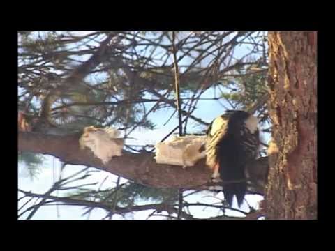 Синицы, воробьи и дятел - все любят сало!