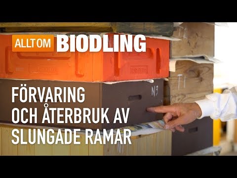 Video: Var ska honung förvaras?