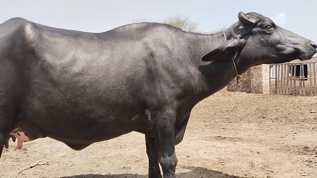 watch pure neeli Ravi buffalo for sale 14-7-2024 in Punjab Pakistan on ...