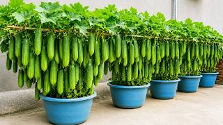 Grow Big Cucumbers in Containers! No Garden Needed