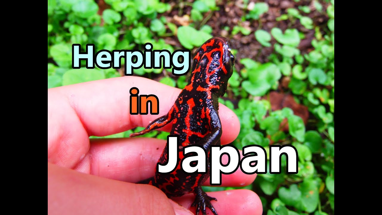 lizard skin grips Herping in Japan~ Unique Japanese Amphibians (Full HD)