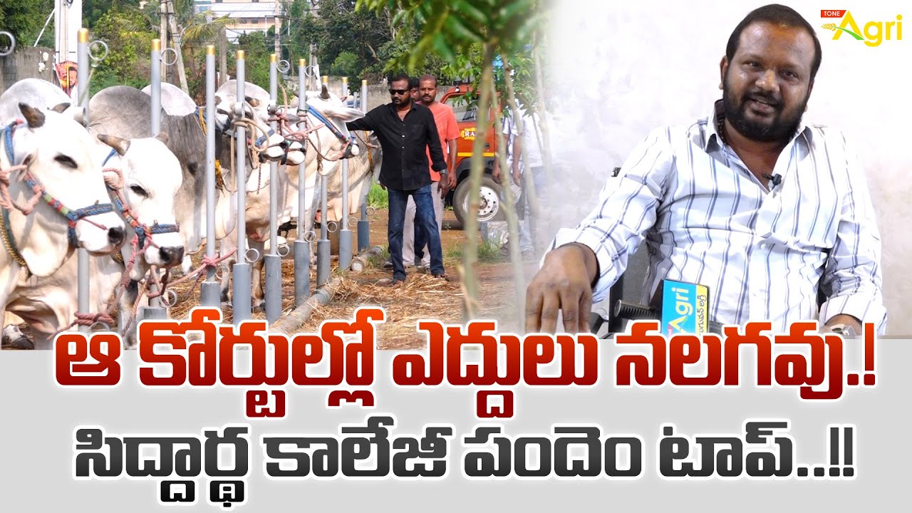 Ongole Bulls Race Winning Strategies | ఆ కోర్టుల్లో ఎద్దులు నలగవు..! పందెం టాప్..!! Tone Agri