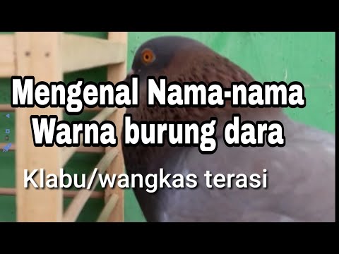 Pengenalan Dasar Nama Nama Warna Burung Dara Youtube