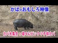 Hippopotamus　かばのおもしろ映像　カバ大集合　蝶々にビックリ子供カバ　Hippo