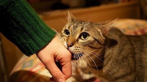 Crashy Cats - Gameplay Trailer (iOS, Android)