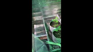 DYI Clone acclimating dome hack