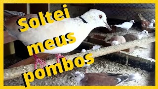 MOSTRANDO minha CRIAÇÃO de POMBOS/ LEQUE/BURGUESA/BRANCOS/LAHORE !!