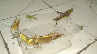 Belalang Kayu Kecil Hijau & Belalang Besar Kuning Coklat Jinak | Grasshoppers