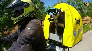 How to Safely Ride a Motorcycle with your Dogs