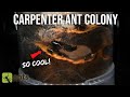 THE COOLEST ANT FARM I'VE EVER BUILT (Carpenter Ants Living in Wood)