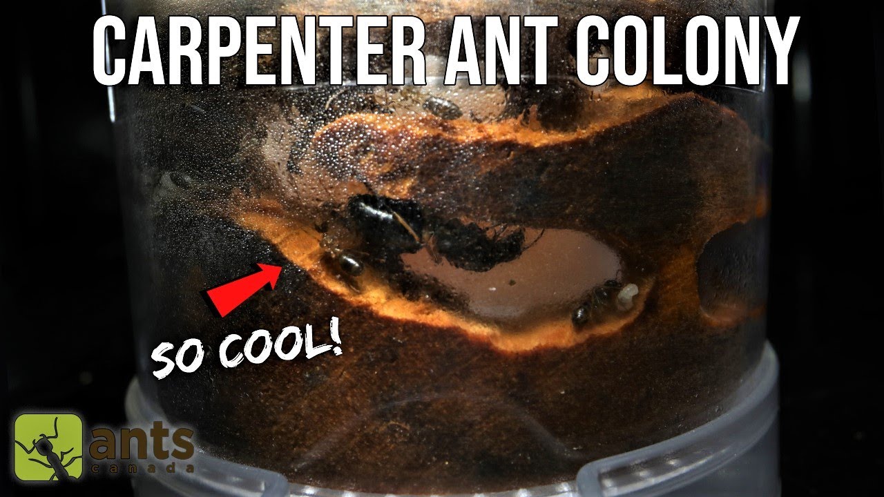 THE COOLEST ANT FARM I'VE EVER BUILT (Carpenter Ants Living in Wood)