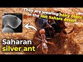 Saharan silver ant | They are wearing hairy coats in the hot Sahara desert for cooling down the body