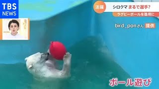 全力ダッシュで！まるで選手？なシロクマ【Nスタ】