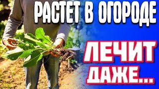 РАСТЕТ В ТВОЕМ ОГОРОДЕ, А ЛЕЧИТ ДАЖЕ ОТ... Оно творит чудеса со здоровьем. Хрен, польза и вред хрена